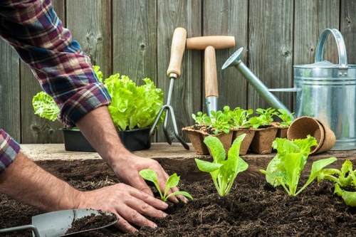Garden maintenance work in Colindale with fresh, tidy planting beds