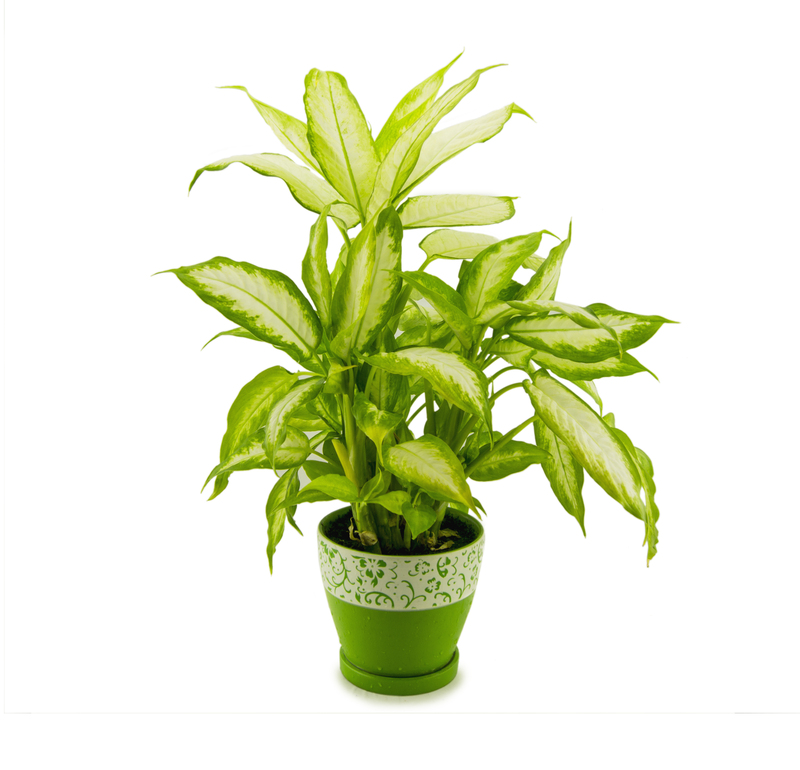 home plants